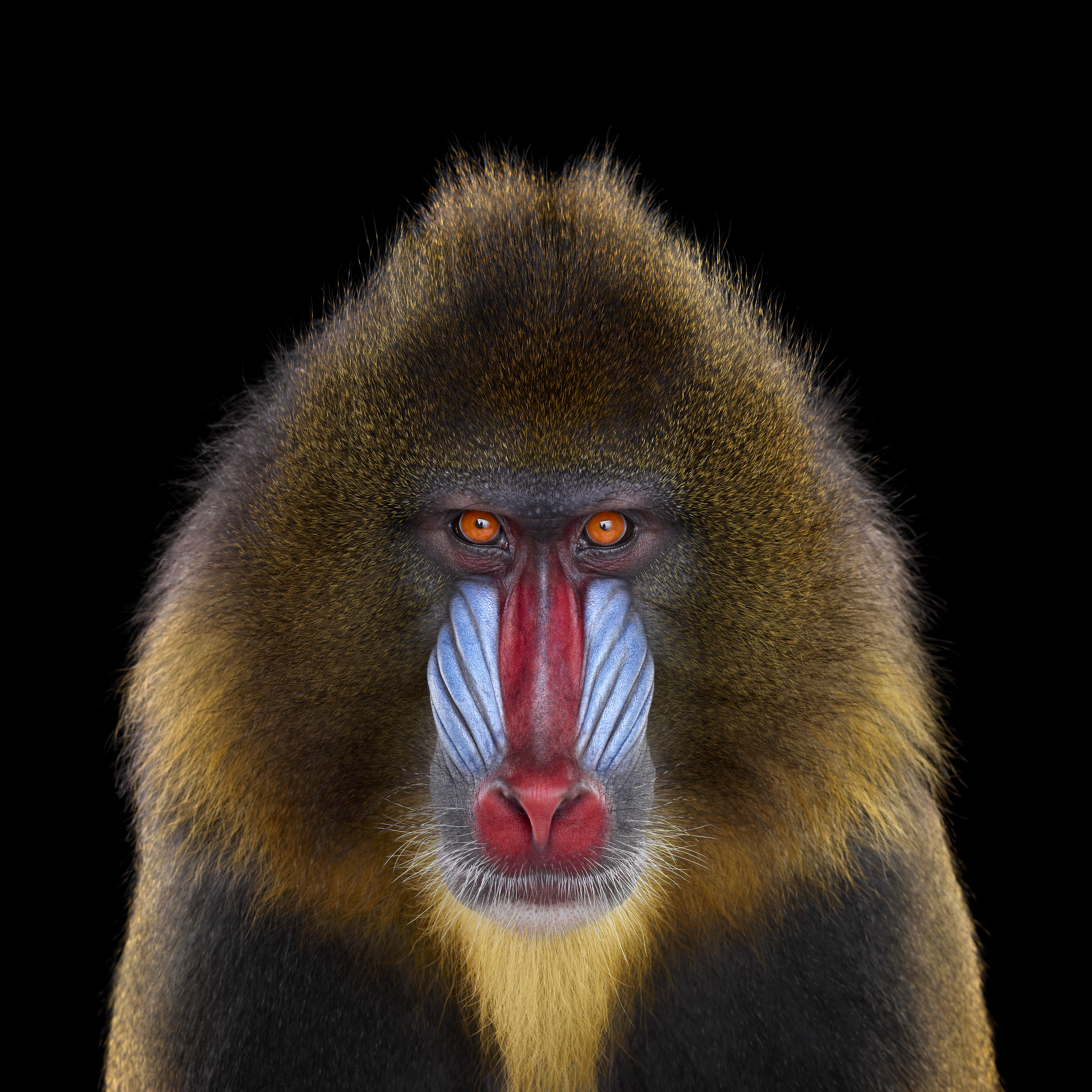 Mandrill Energize マンドリル Mandrill : Energize (LP, Vinyl record album) -- Dusty Groove