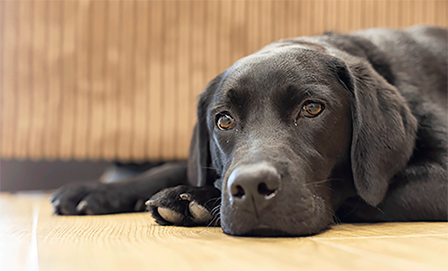 FIBI - the dog, black labrador 