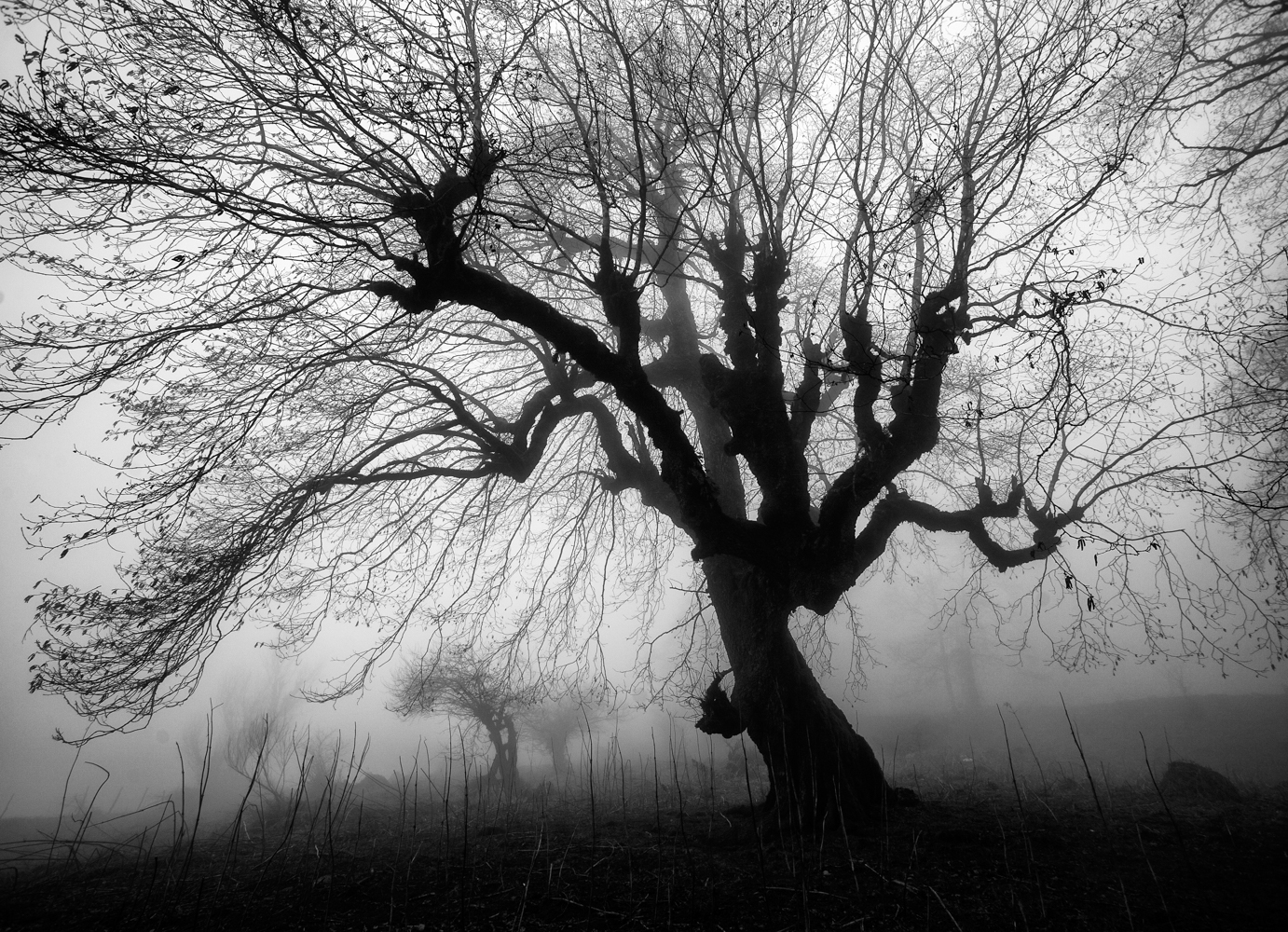 THE PASSION OF TREES #04