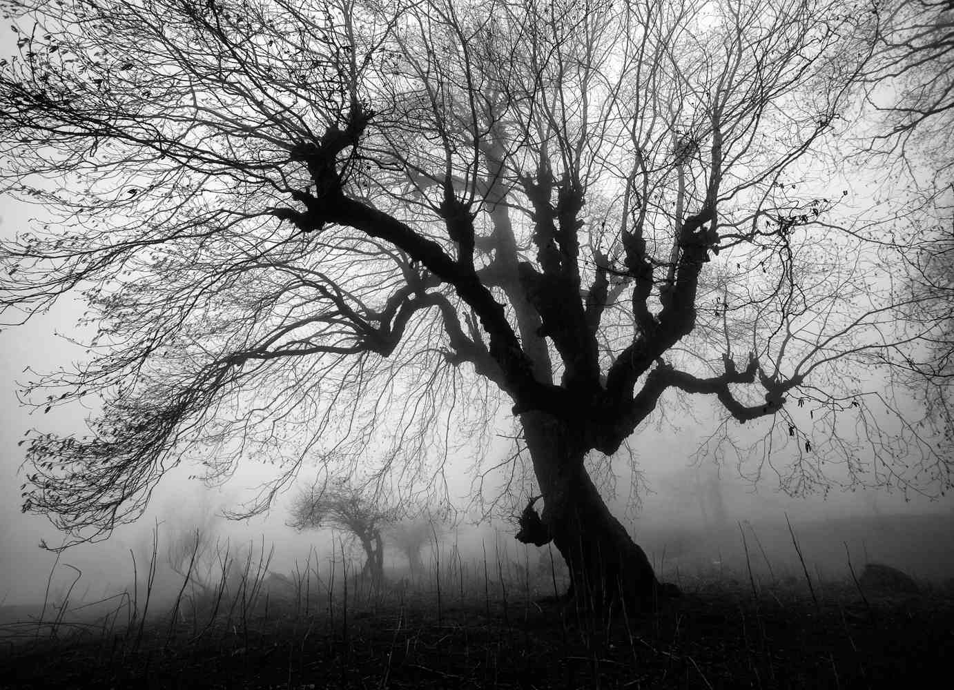 THE PASSION OF TREES #04