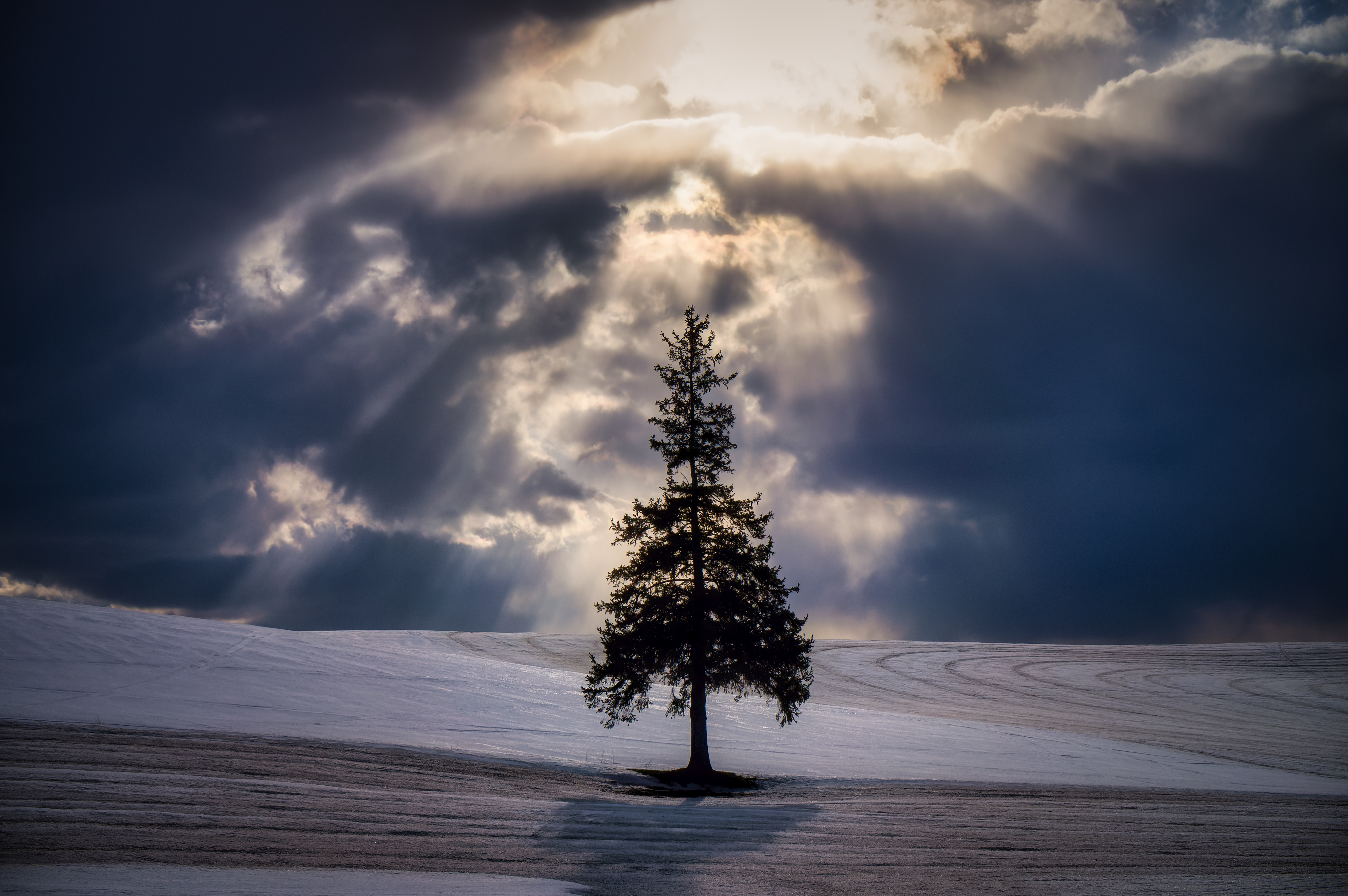 The Tree of Light