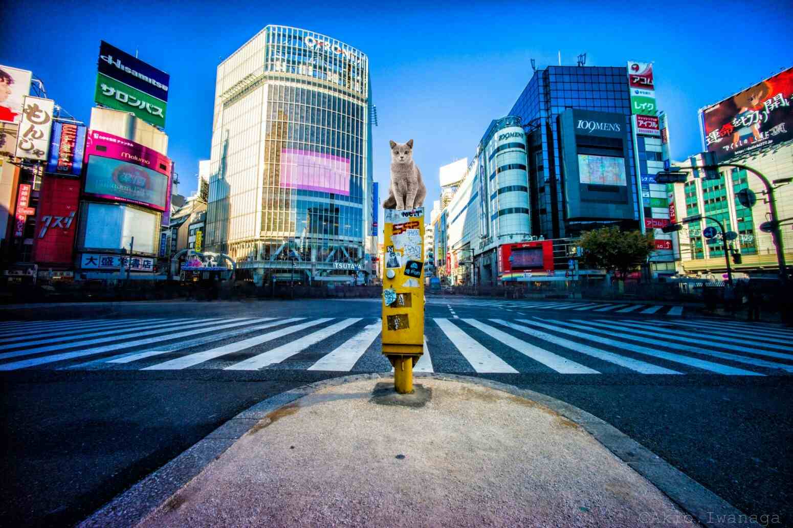 The Shibuya Scramble Crossing Lacks People