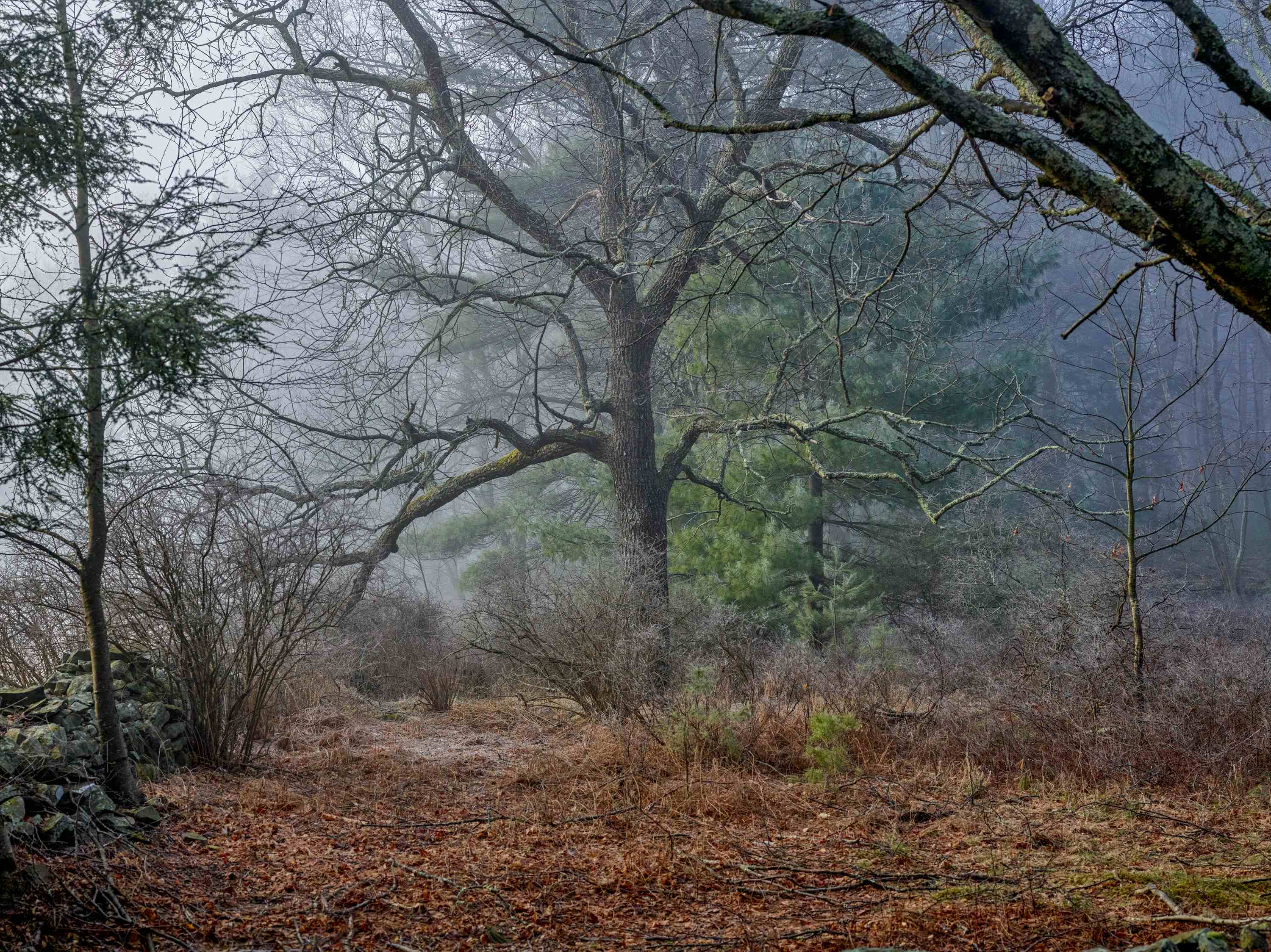 Lumberland / 20200326