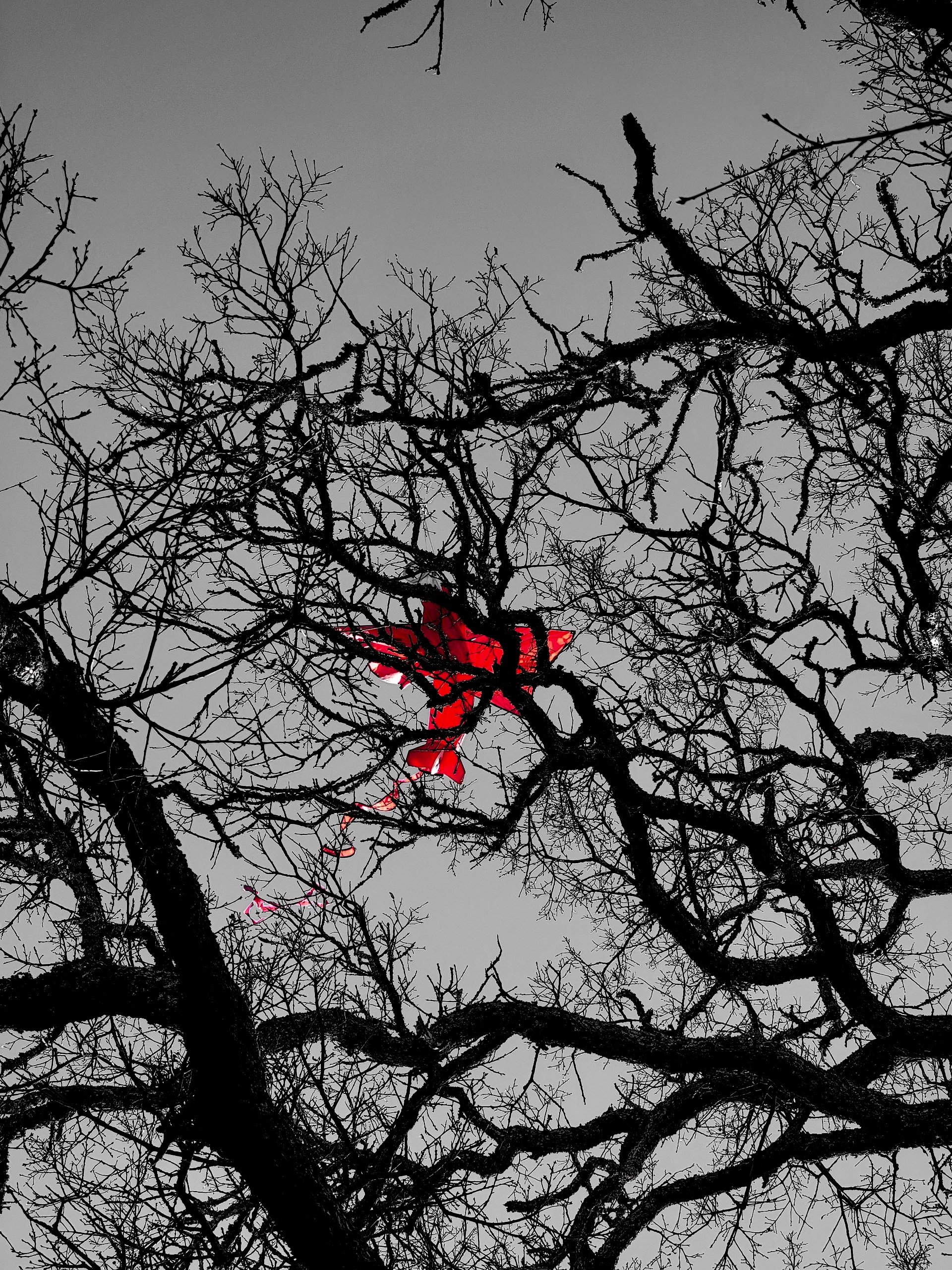 Blood Red Flags Foundation