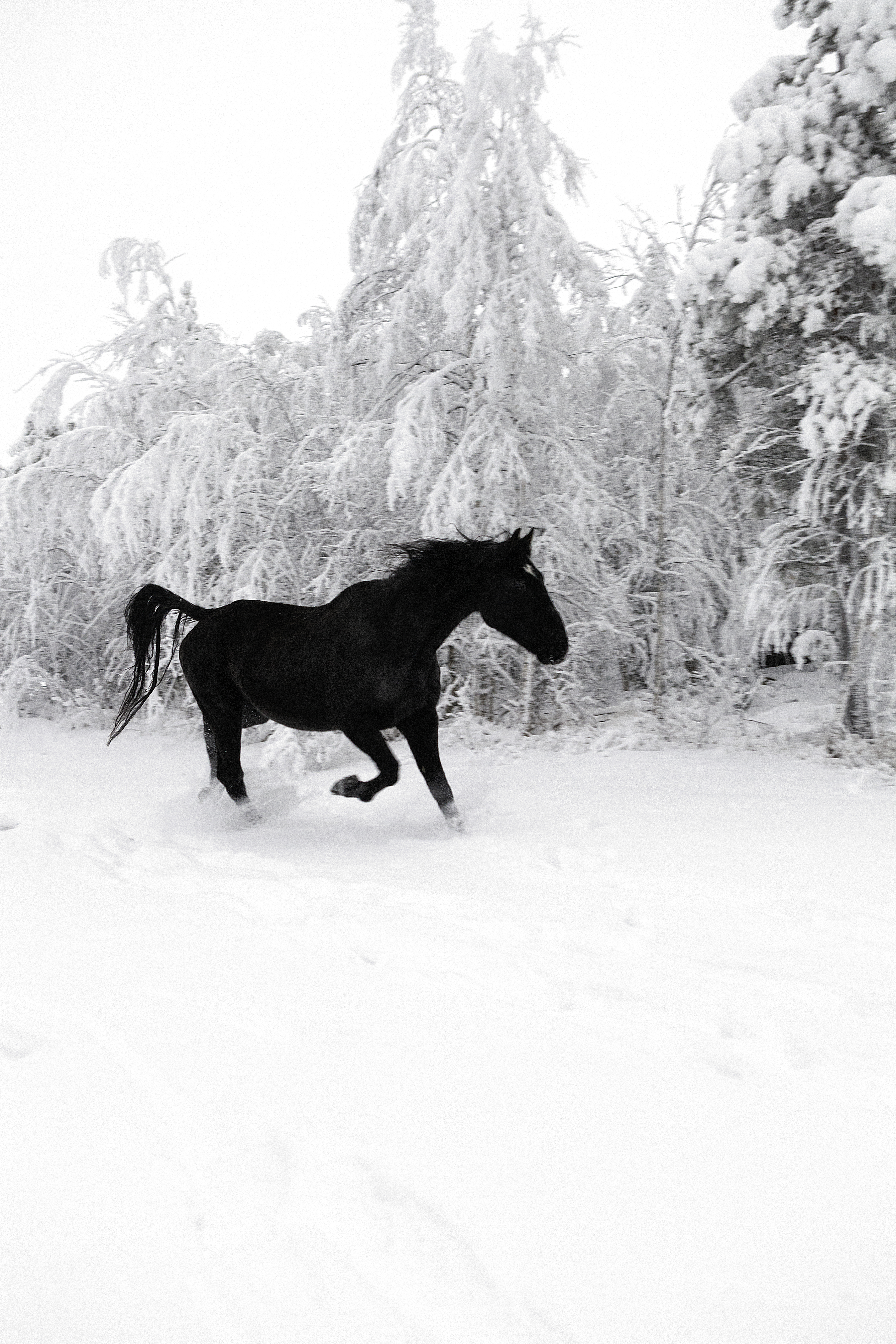 ELUSIVE #2 - BLACK HORSE