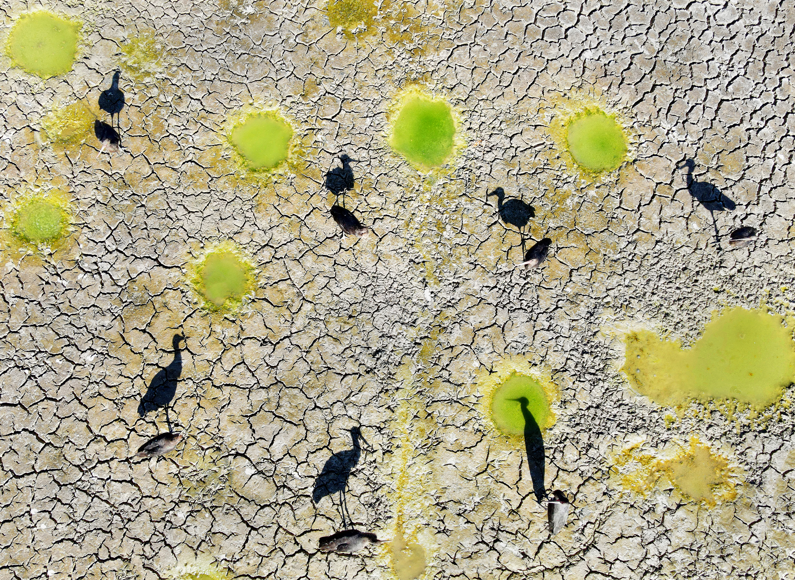 Black Stork and Shadows