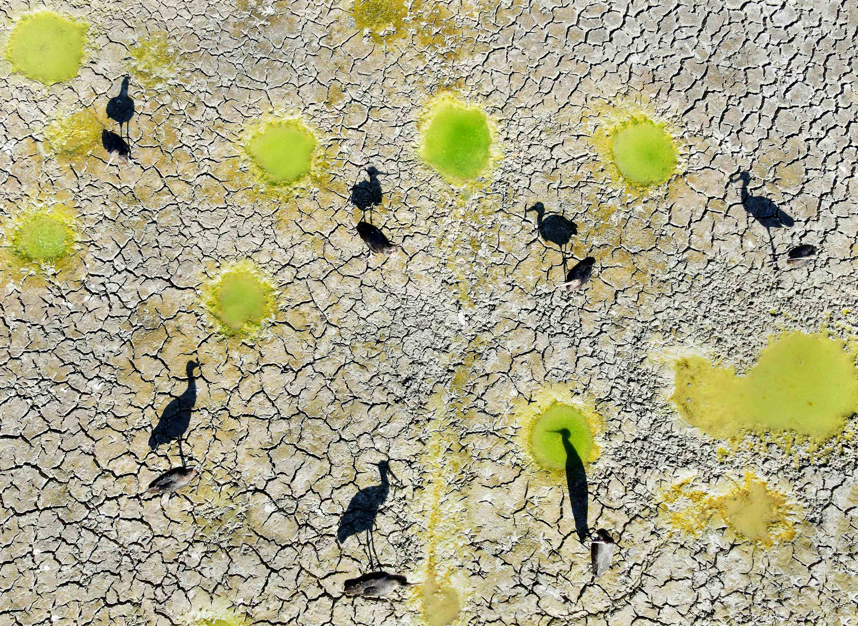 Black Stork and Shadows