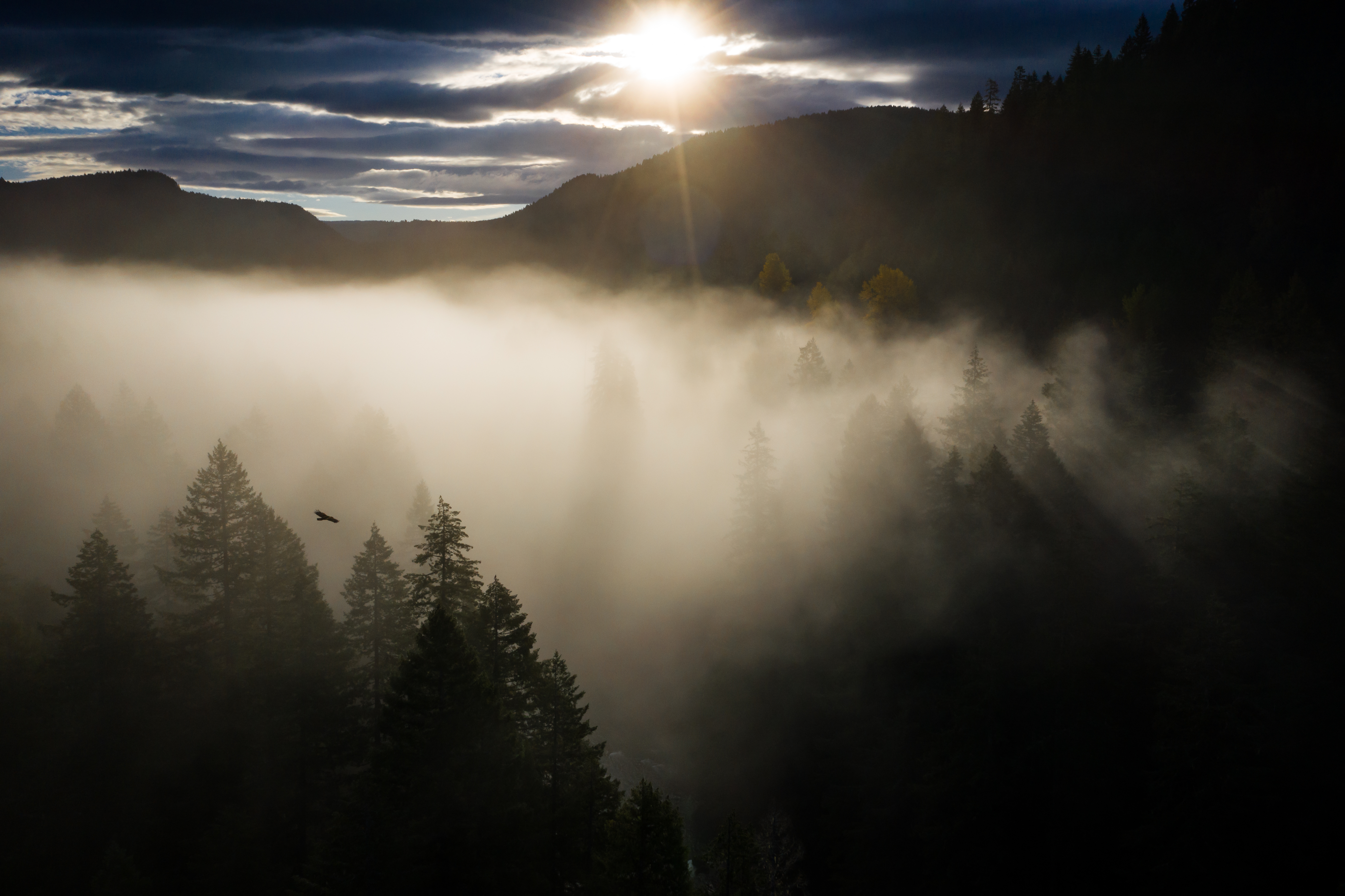 What Kind of Bird Are You?