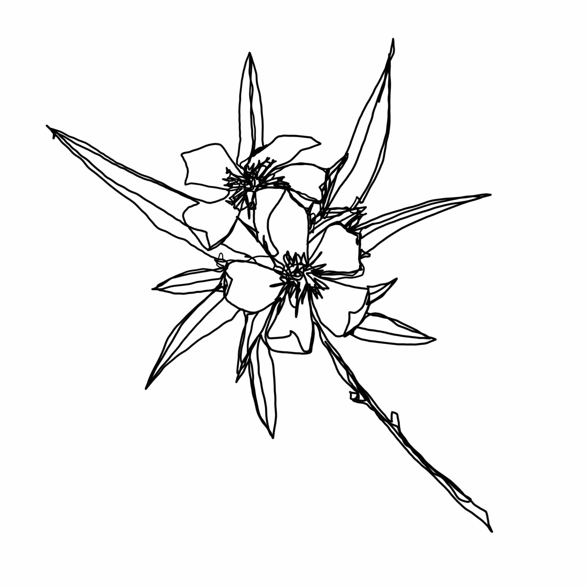 Nerium Oleander