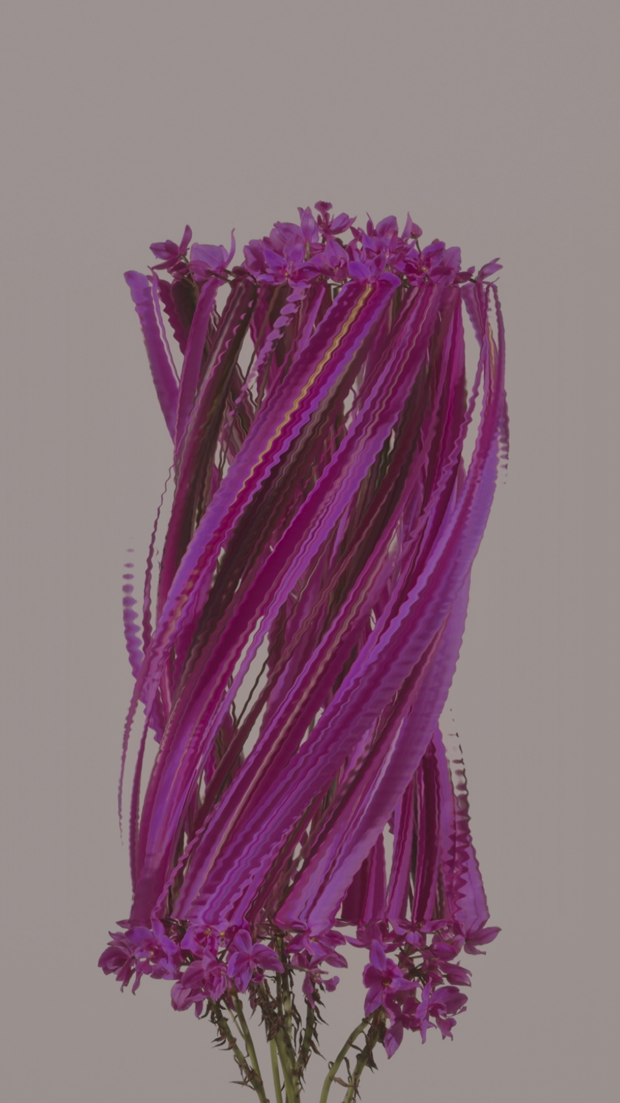 Ground Orchid, still