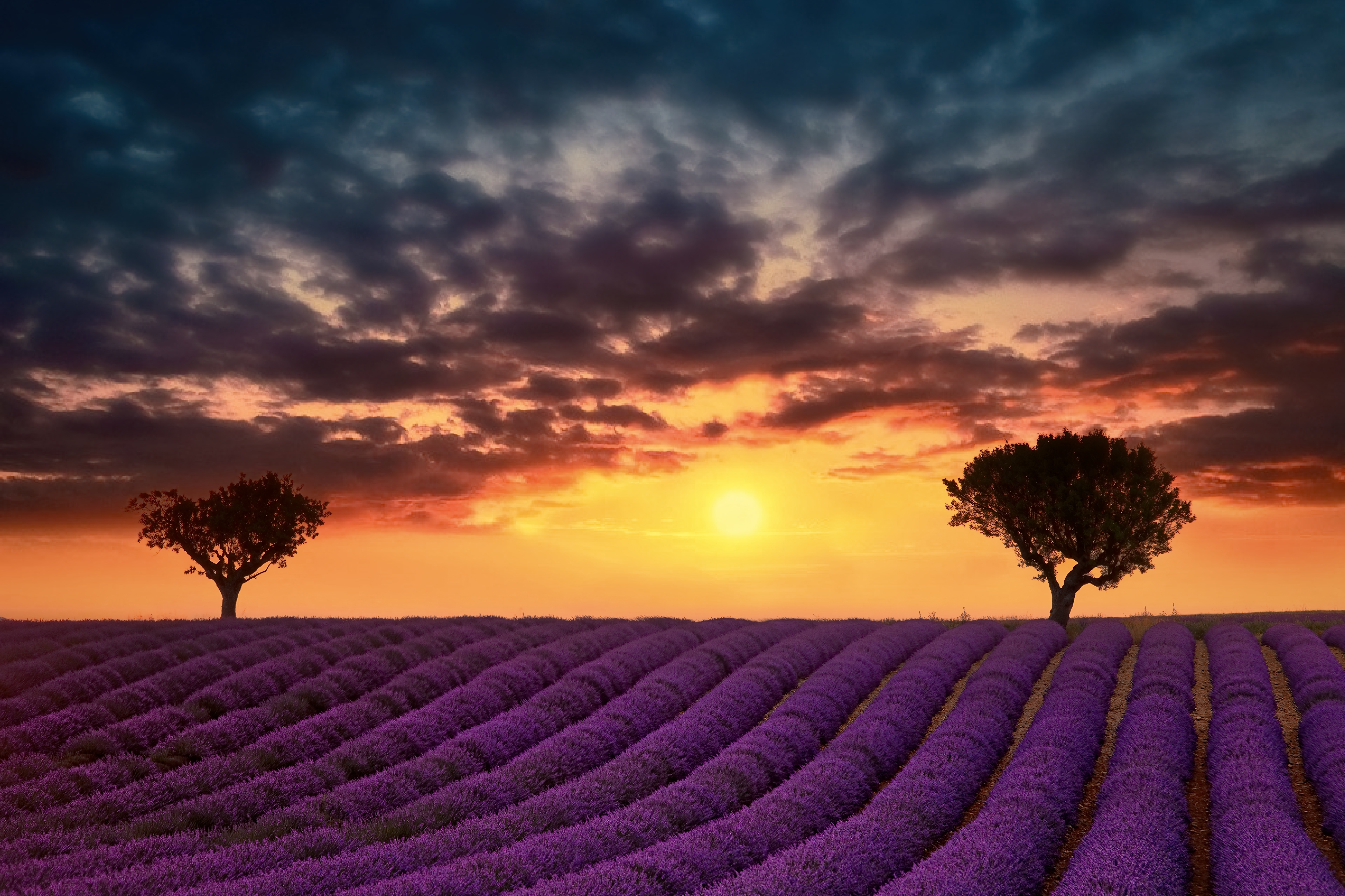 Field of dreams Foundation