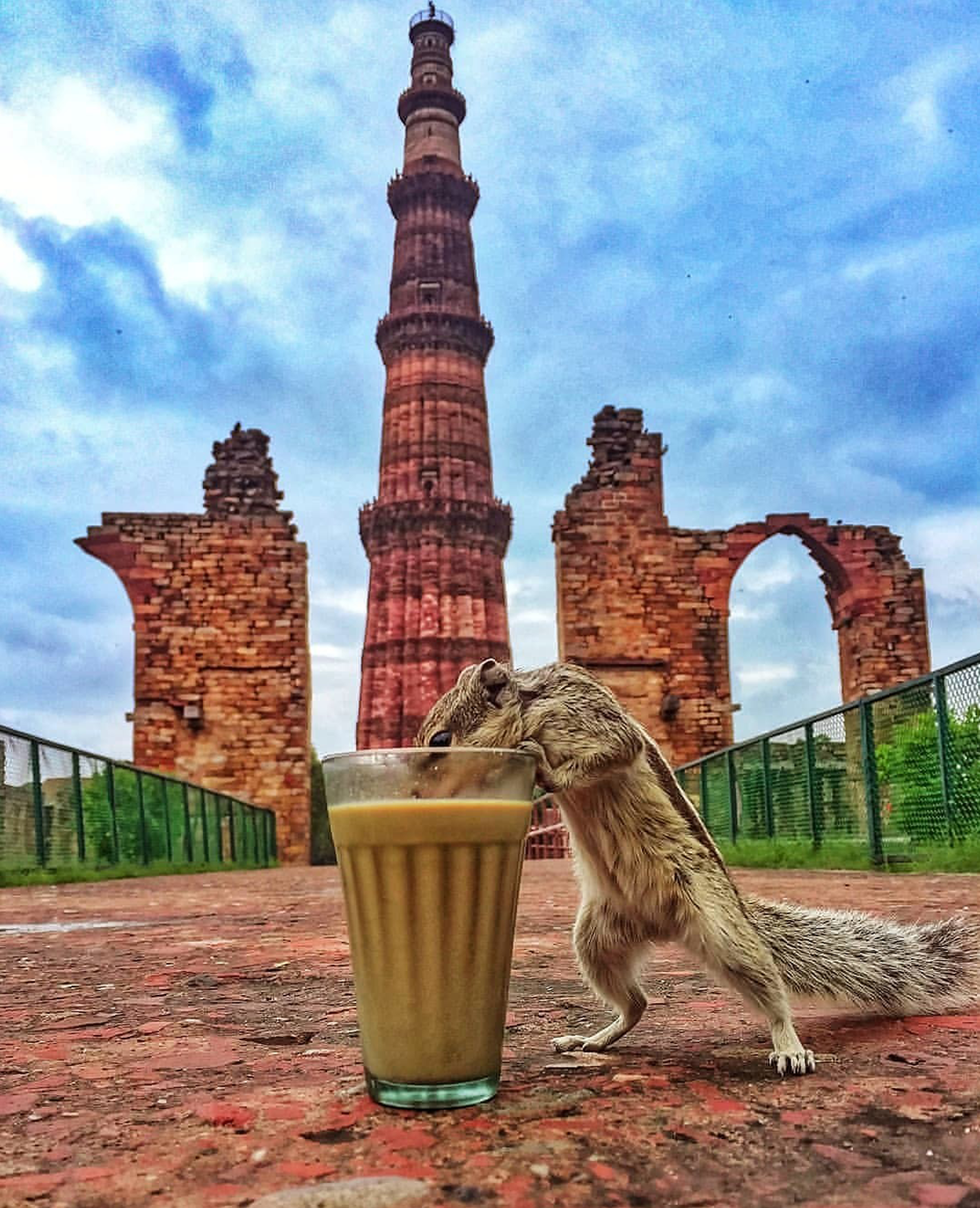 Squirrel's Tea Time Foundation