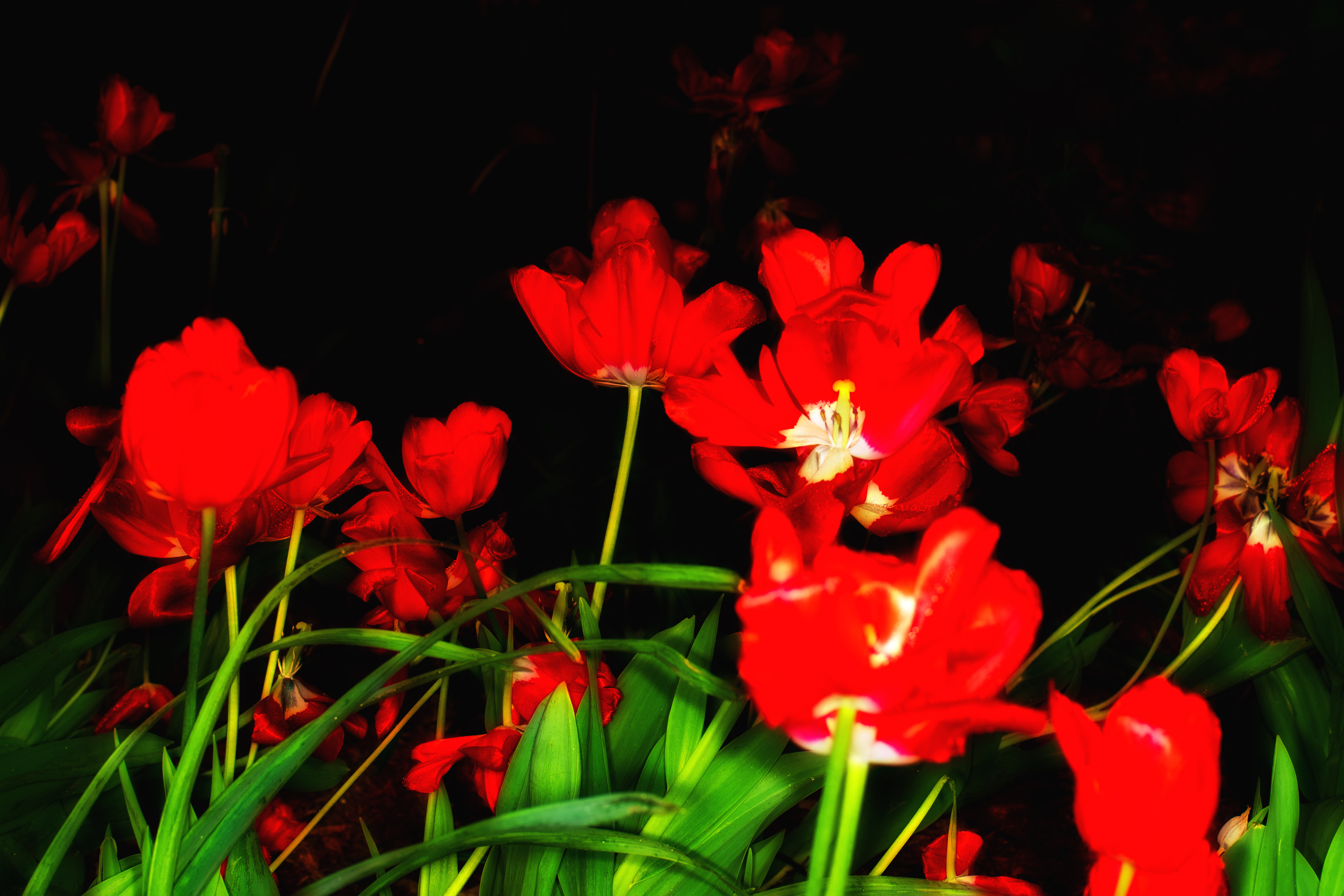 Red Tulips