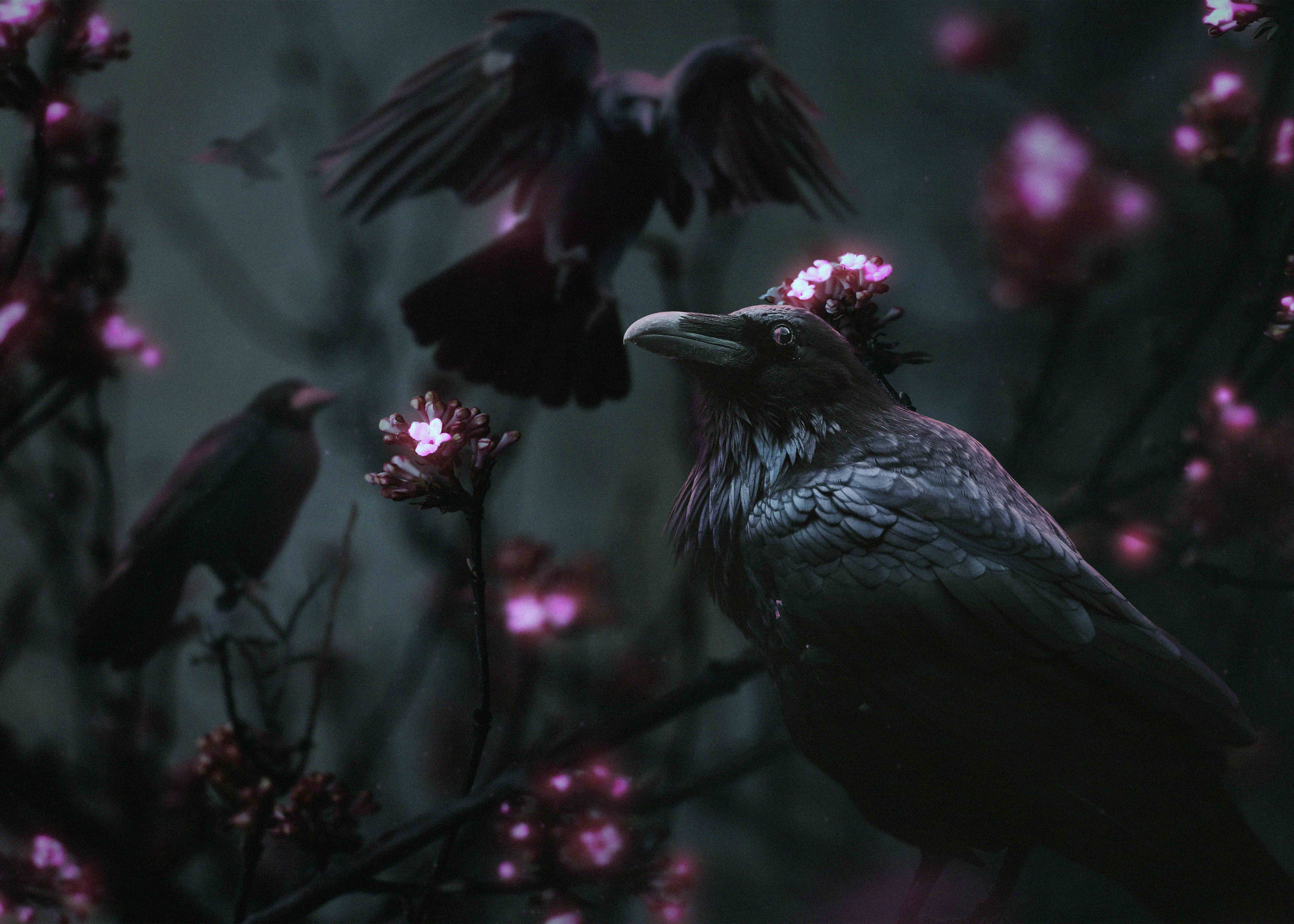The magical Kingdom of the Crows