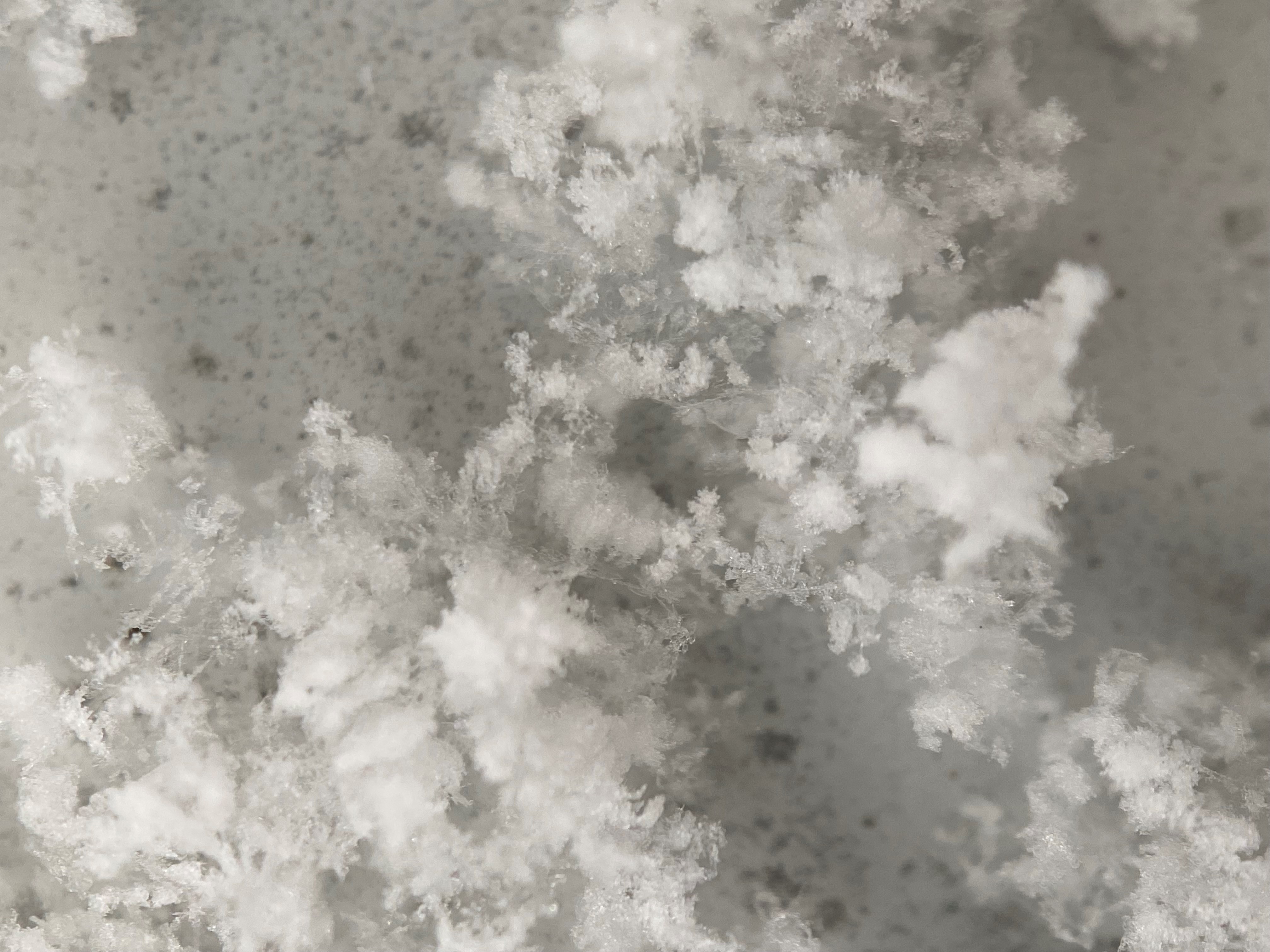  피어나는 꽃송이