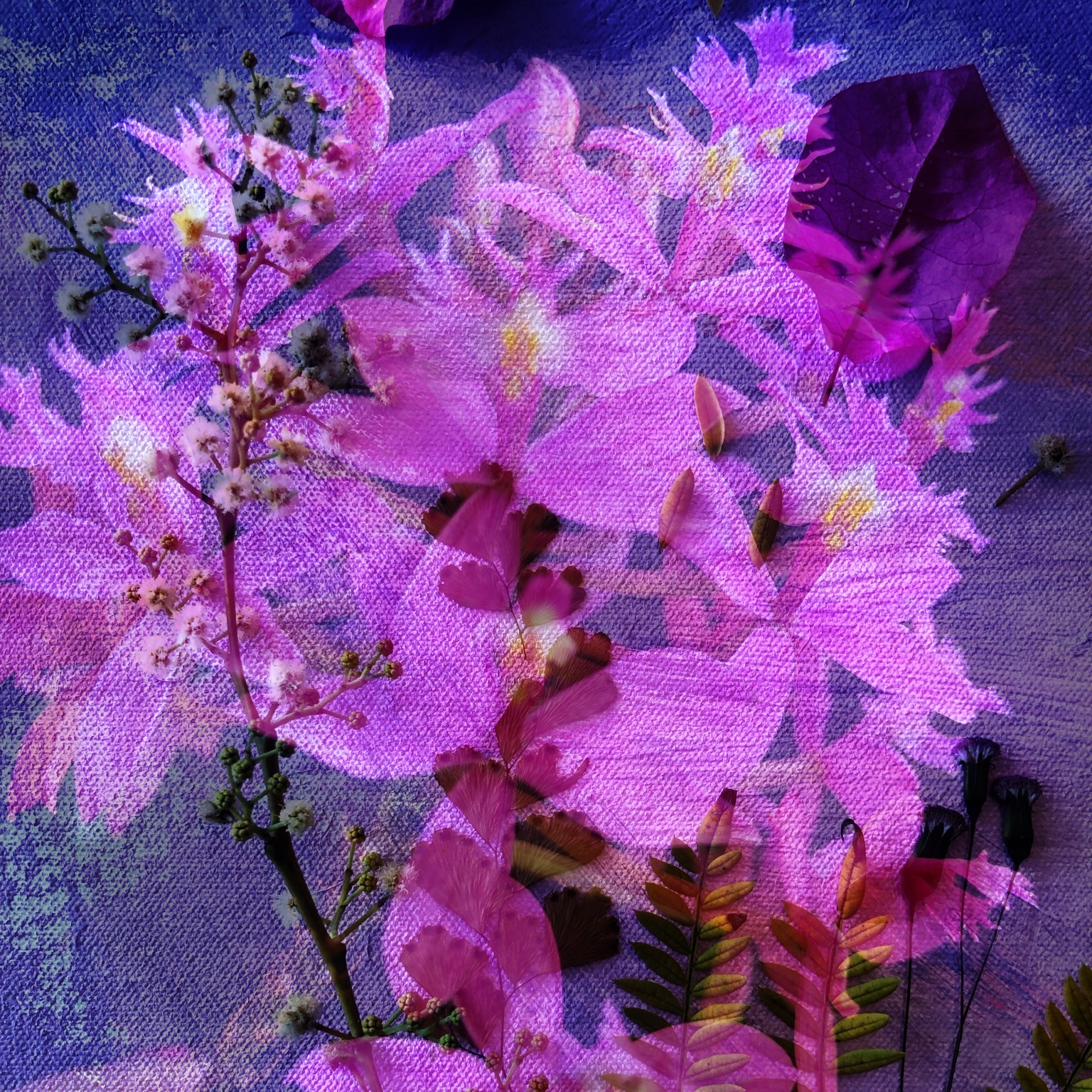 EverydayOrchid 